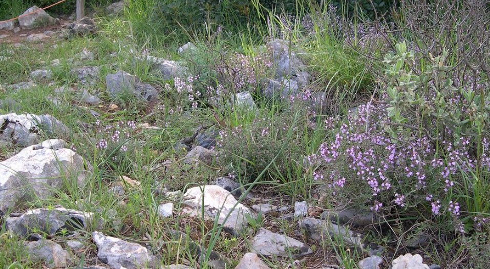 Orto botanico di Montemarcello, Italy, Italy